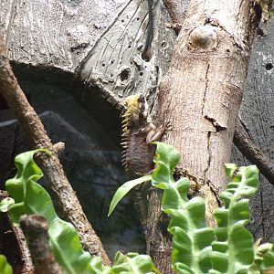 Horn-headed lizard 29.6.24