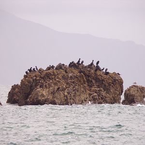 Black cormorants on a rock in Newbourough nature reserve 29.6.24