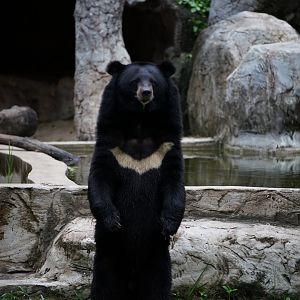 Asian Black Bear