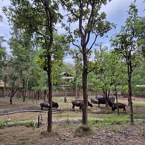 American Bison exhibit