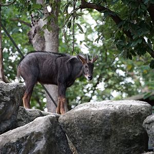 Indochinese Serow