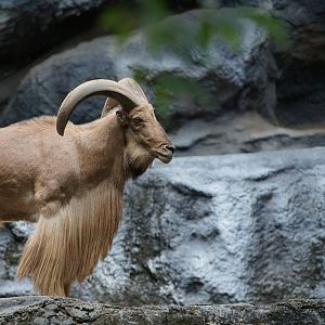 Barbary Sheep