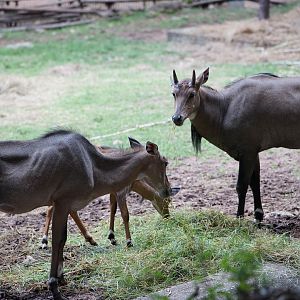 Nilgai