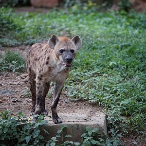 Spotted Hyena
