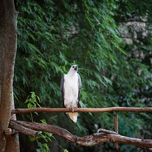 White-bellied Eagle