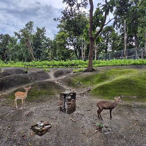 Deer exhibit