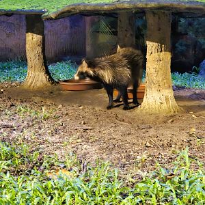 Tanuki exhibit