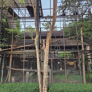 Red-shanked Douc Langur exhibit
