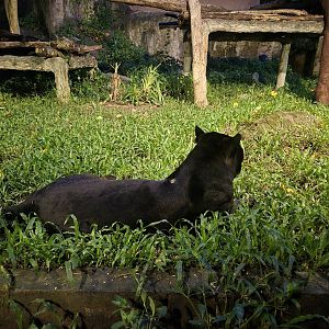 Black Indochinese Leopard
