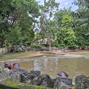 Hippo exhibit