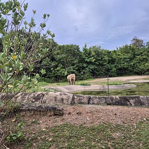 Asian Elephant exhibit
