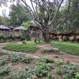 Spotted Hyena exhibit