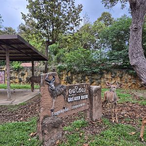 Greater Kudu Sign