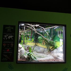 Jamaican boa enclosure 7.7.24