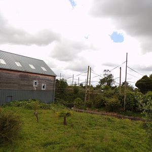 View of Gibbon Forest 7.7.24
