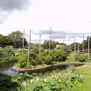 Northern white-cheeked gibbon enclosure 7.7.24