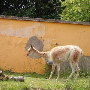 Vicuña 7.7.24