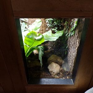 Madagascan hissing cockroach terrarium 7.7.24