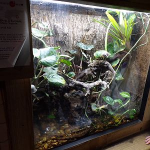 Chinese crocodile lizard terrarium 7.7.24