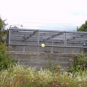 Snow leopard off-show cage 7.7.24