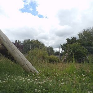 Sumatran tiger enclosure 7.7.24