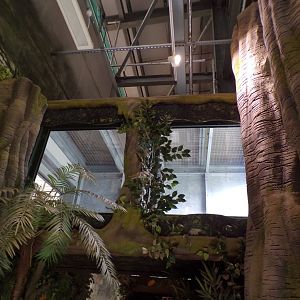 Chimpanzee overhead tunnel 7.7.24