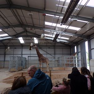 Giraffe indoors 7.7.24