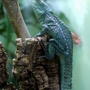 Green Basilisk, April 2017