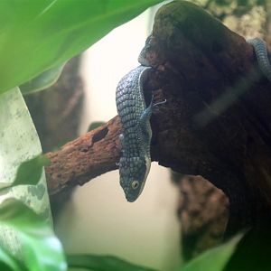 Arboreal Alligator Lizard