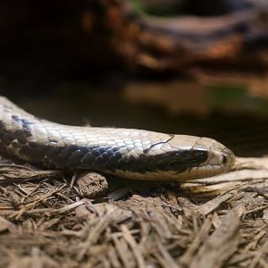 False Water Cobra