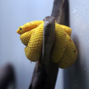 Eyelash Viper