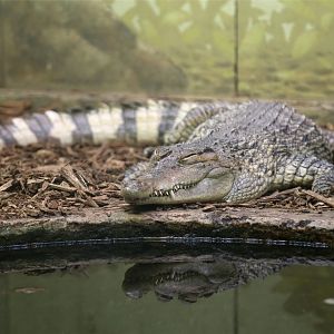 Philippine Crocodile, May 2019