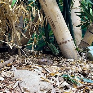 King Cobra Exhibit Toledo Zoo Museum of Science