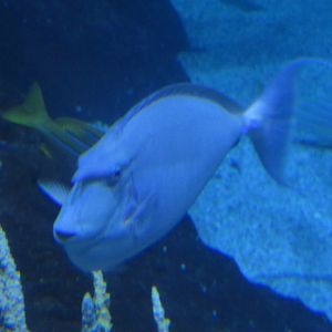 Bluespine Unicornfish