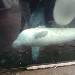 Atlantic Harbor Seal - Seen Jan 29, 2025