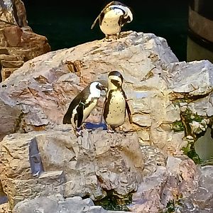 African Penguin - Seen Jan 29 2025