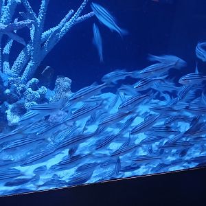 Smallmouth Grunt - Seen Jan 29 2025