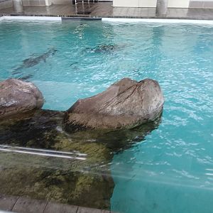 California Sea Lion enclosure - Seen Jan 29 2025