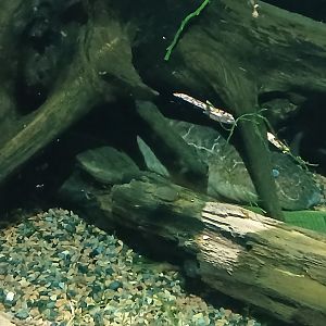 African Bony tongue - Seen Jan 29 2025