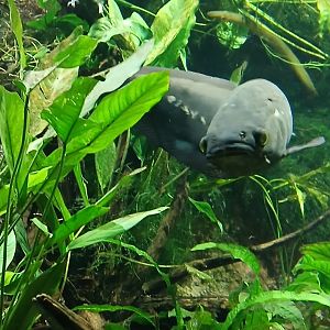 Spotted Lungfish - Seen Jan 29 2025