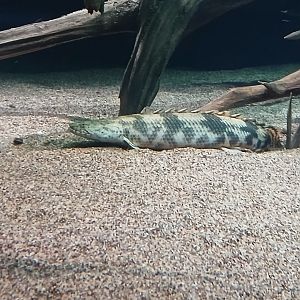 Saddled Bichir - Seen Jan 29 2025