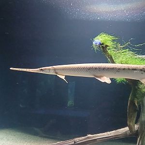 Spotted Gar - Seen Jan 29 2025