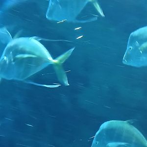 Lookdown - Seen Jan 29 2025