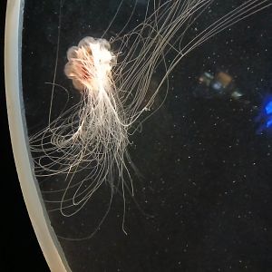 Lion's Mane Jellyfish - Seen Jan 29 2025