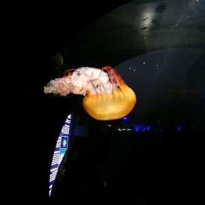 Pacific Sea Nettle - Seen Jan 29 2025