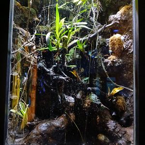 Poison Dart Frog Terrarium - Seen Jan 29 2025