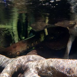 Green anaconda - Seen Jan 29 2024