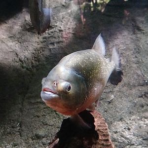 Red-Bellied Piranha - Seen Jan 29 2025