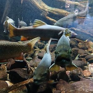 Brook Trout - Seen Jan 29 2025