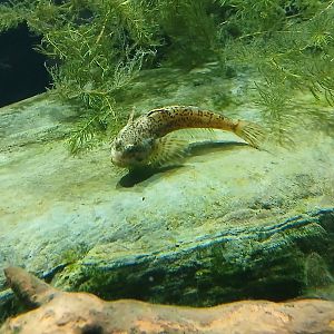 Slimy Sculpin - Seen Jan 29 2025